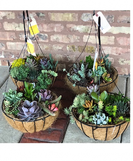 Coco mixed succulent baskets Succulents