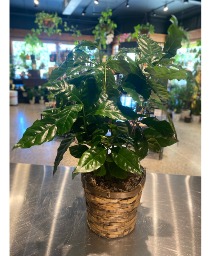 Coffee  Indoor Green Plant 