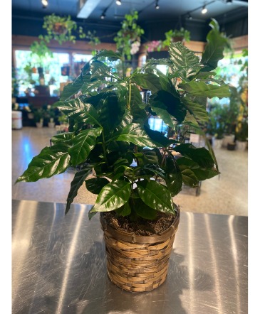 Coffee  Indoor Green Plant  in South Milwaukee, WI | PARKWAY FLORAL INC.