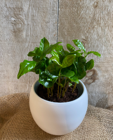 Coffee Plant  potted plant 