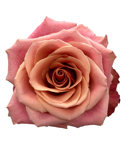 Cold Brew Roses Vase Arrangement 