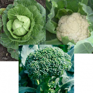 Cole Crops- Broccoli, Cauliflower, Brussel Sprouts Greenhouse
