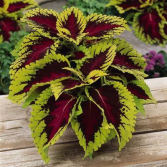 Coleus Kong Green plant