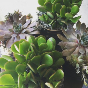 Collection of Succulents in Toronto, ON | BOTANY FLORAL STUDIO Collection of Succulents in Toronto, ON | BOTANY FLORAL STUDIO
