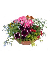 Color Bowl 14" bowl of assorted annual flowering plants