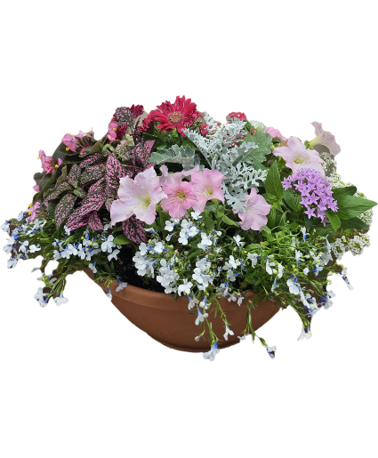COLOR BOWL PLANT ARRANGEMENT