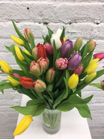 Color Mix Tulips