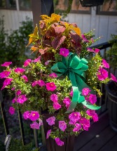 Color Pot Plant