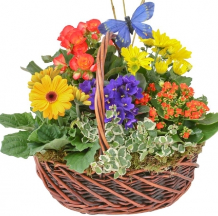 Spring Garden Basket In Germantown Md Gene S Florist Gift Baskets