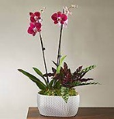 COLORED ORCHID POTTED GARDEN