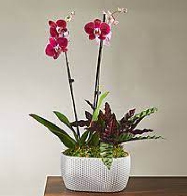 COLORED ORCHID POTTED GARDEN in Amelia Island, FL | ISLAND FLOWER & GARDEN