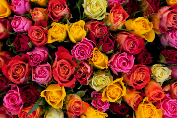 Dozen Colored Rose Arrangement  in Benton, AR | FLOWERS & HOME OF BRYANT/BENTON