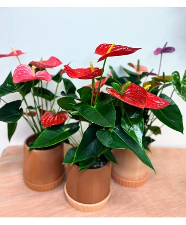 Colorful Anthurium Plant in Fairview, OR | QUAD'S GARDEN - Home to Trinette's Floral