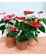 $25 SPECIAL Anthurium Plant