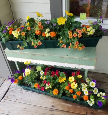 Large colorful blooming annual planter Outdoor plants