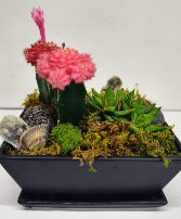 Urban Desertscape  
