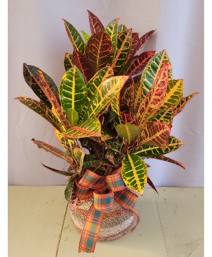 Colorful Croton House Plant