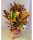 Colorful Croton House Plant