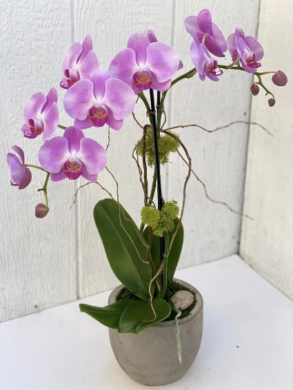 Colorful Double Stem Orchid Potted Plant