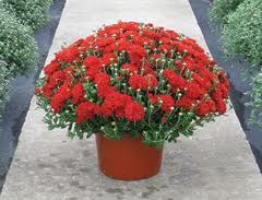Colorful Fall Mums Blooming Plant