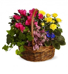 Colorful Garden Basket Plant Basket