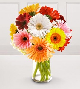 Colorful Gerbera Daisy Bouquet Vase arrangement