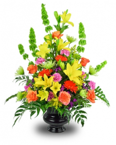 Category Image