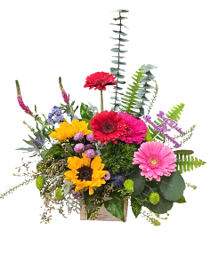 Category Image