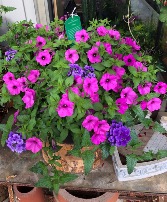 Colorful Hanging Basket Blooming Plant