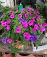 Colorful Hanging Basket Blooming Plant