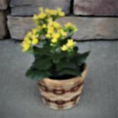 Colorful Kalanchoe  blooming plant