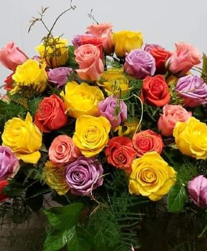 colorful roses 