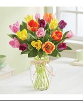 Colorful Tulips 