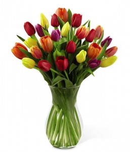 Colorful Tulips  
