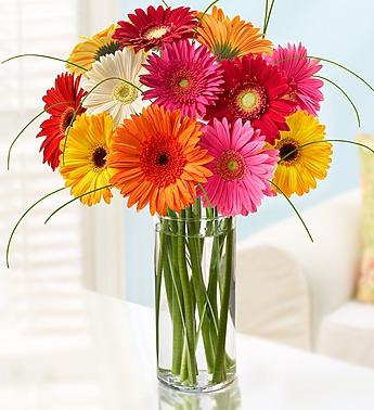 COLORFUL WORLD OF DAISIES