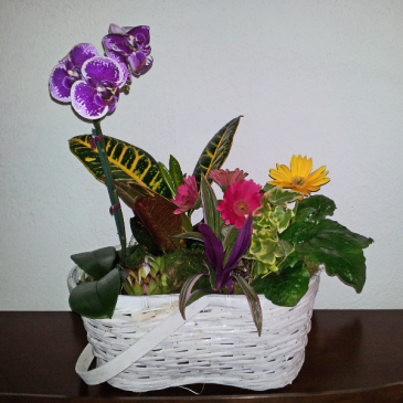 Colors of the Rainbow Blooming Planter