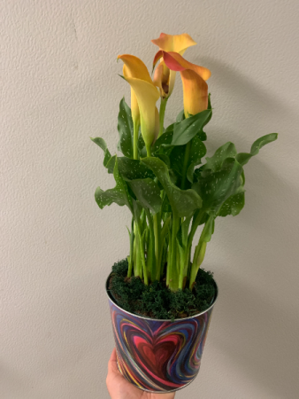 Colour of love Calla Lily