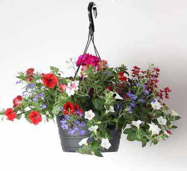 Colourful Mix Outdoor Hanging Basket in Delta, BC | FLOWERS BEAUTIFUL