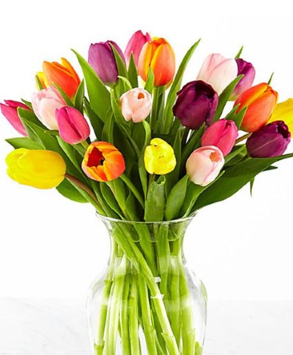 Colourful Tulips grown on PEI
