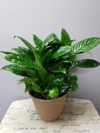 Combination Garden potted floor plant