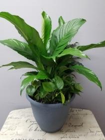 Combination Garden Potted Floor Plant