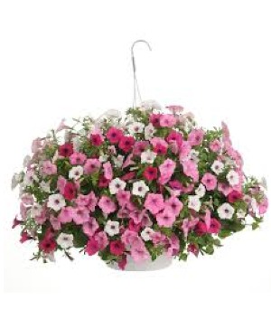 Combination Hanging Basket Hanging Basket * Avail. 1st week in May*