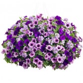 COMBINATION PETUNIA HANGING BASKET