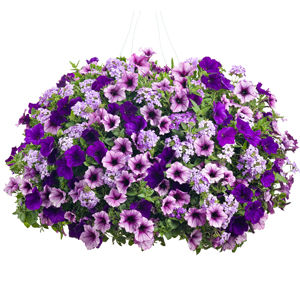 COMBINATION PETUNIA HANGING BASKET