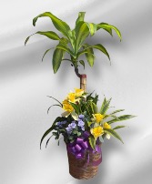 Combination Planter Green Plant