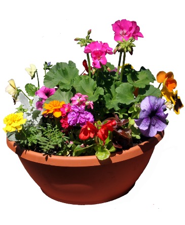 Combo Bowl Variety of annual plants  in Penn Yan, NY | Garden of Life Flowers