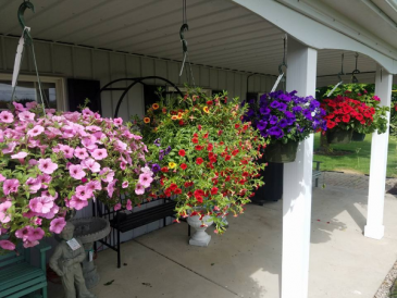 12" Combo Hanging Basket  in Sandusky, OH | BAILEY'S BUDS 'N BLOOMS