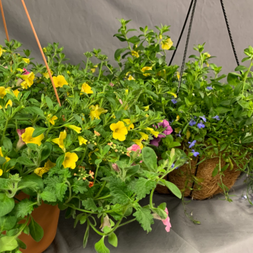 Combo Hanging Basket