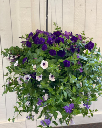 COMBO HANGING BASKET