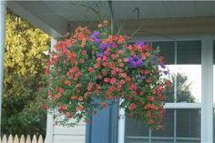 Hanging Basket Mother"s Day
